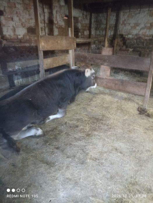 Brunā de maramures cu vitel
