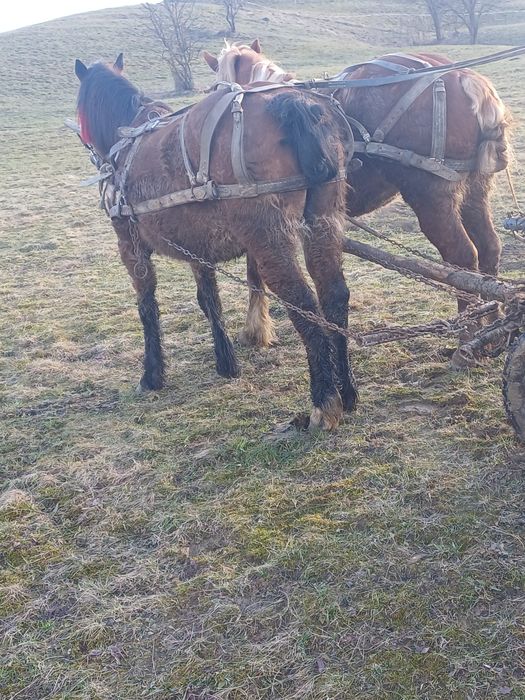 Vând iapă de 7 ani gestanta