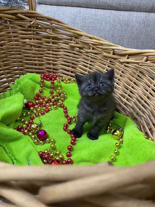 Продам котят шотланских