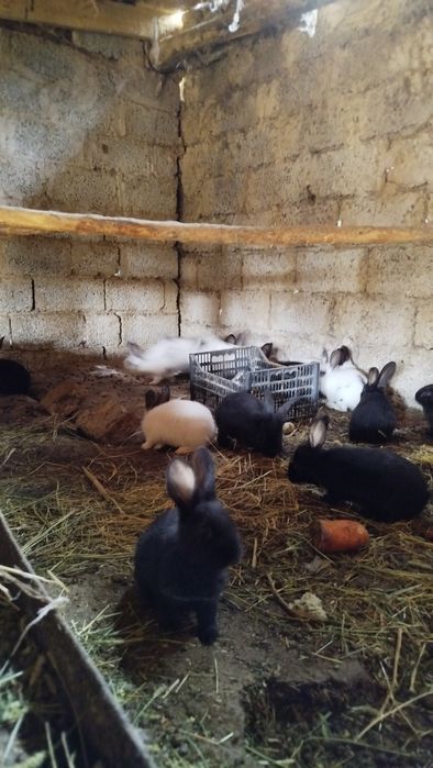 Куёнчалар сотилади