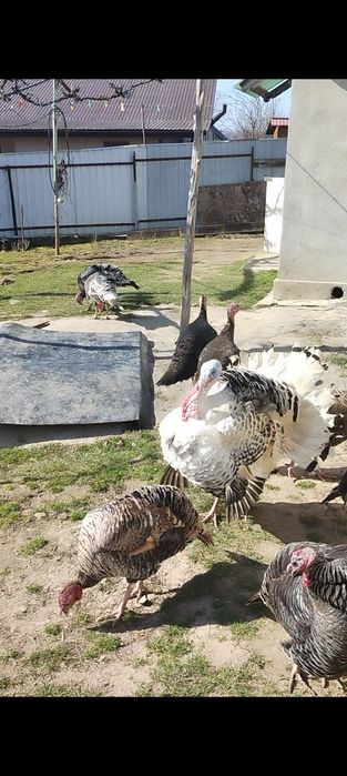 Cruci de țară mari foarte bune pentru clocit