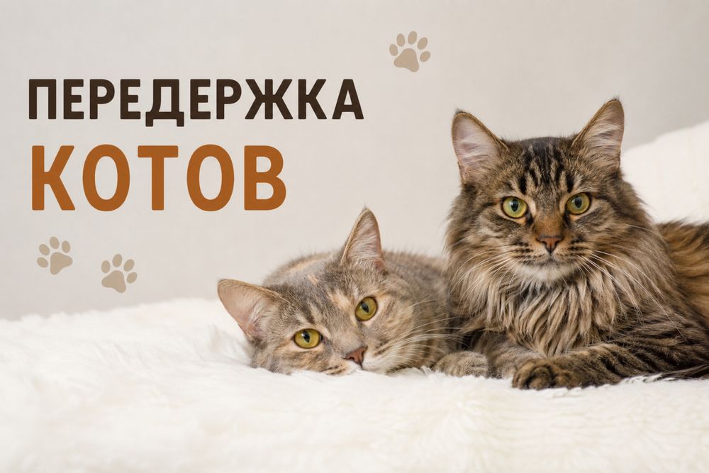 Передержка котов кошек