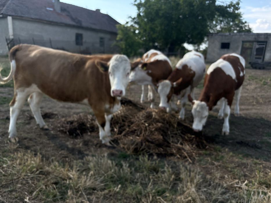 Vand 5 juninci (baltata romaneasca)