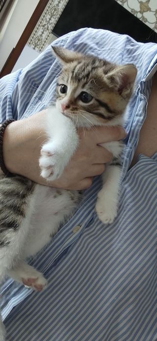 Отдам котят в добрые руки