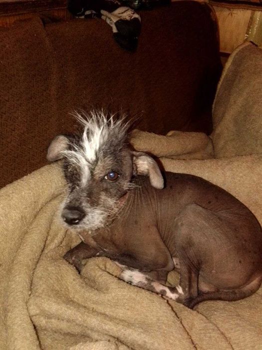 Пропала собачка лысенькая перунская хохлатая серая!