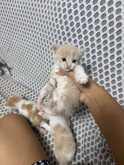 Отдам котят в добрые руки