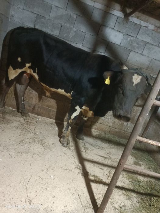 Продам быка 1.7 года