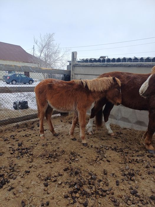 Продам  2 таи ұрғашы