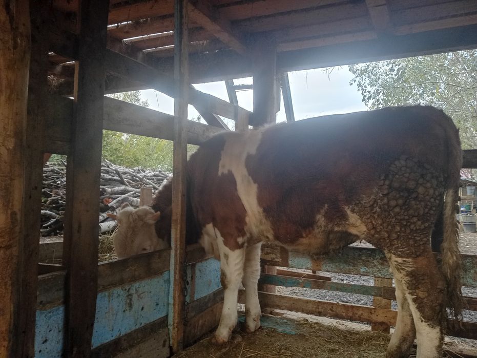 Vând vițică bălțată romaneasca