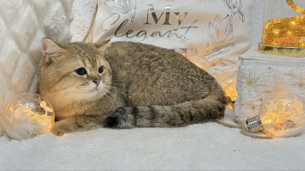 Золотая штншилла мальчик