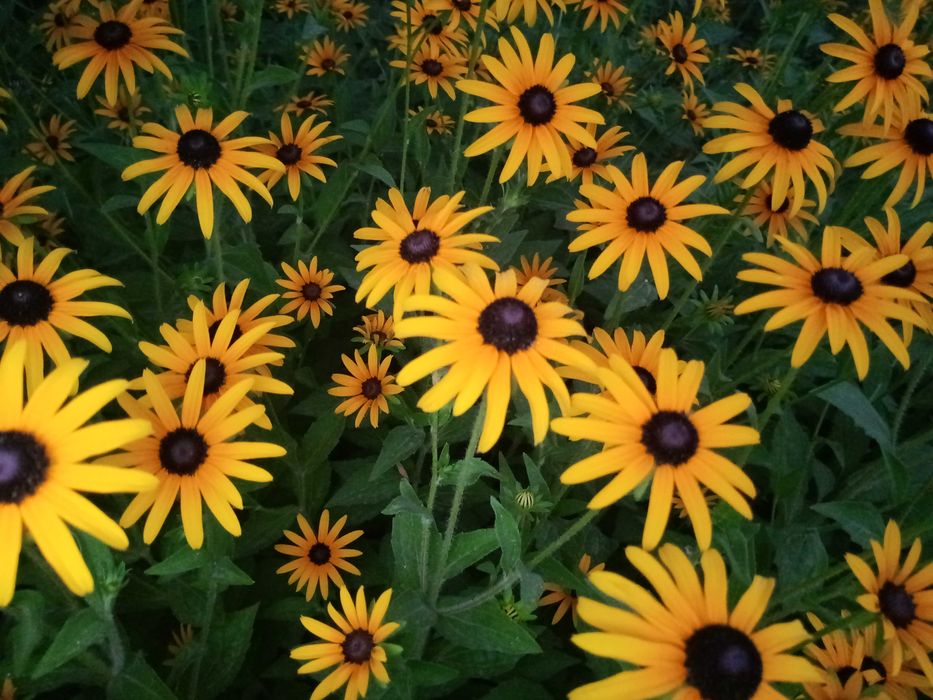 Продам саженцы ромашки (Жёлтая и Белая)