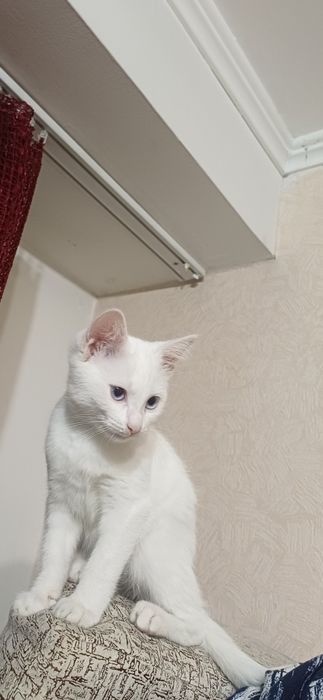 Котенок - девочка, 3 мес.