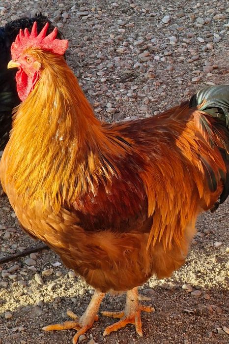 Vand cocosi de rasa sau de taiat