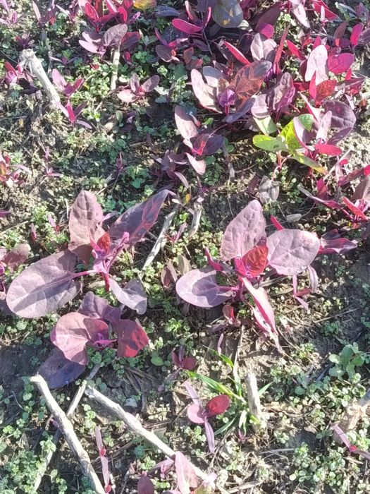 Samanta de loboda an 2025