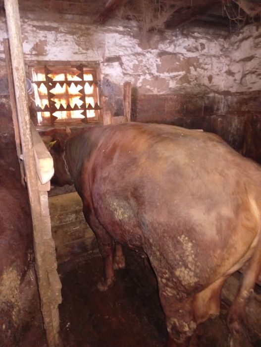 Букалар сатылады