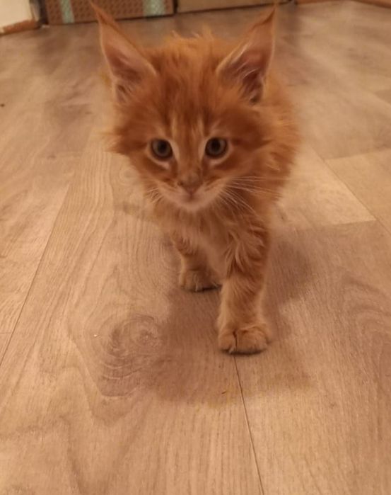 Продам котят мейн кун