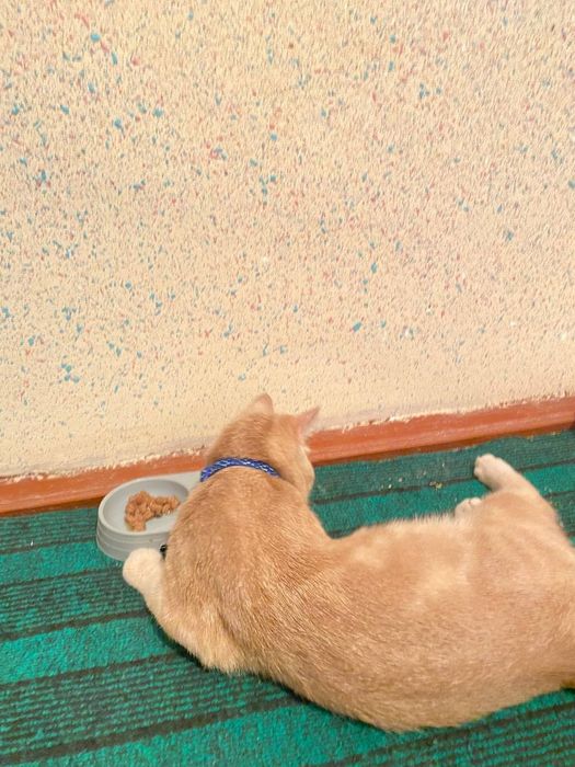 Скоттиш страйт  1йош