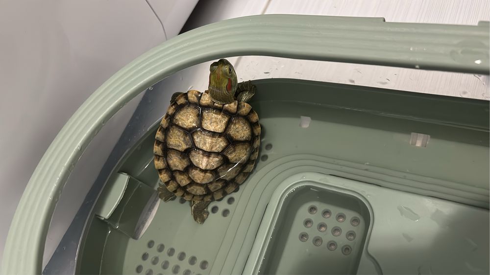 Красноухая черепашка