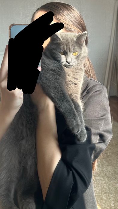 Отдам котят и кошку даром