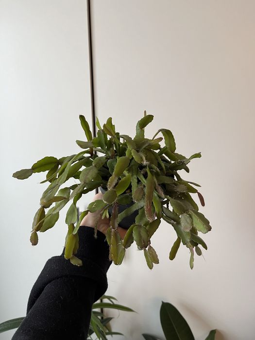 Кактус Рипсалис