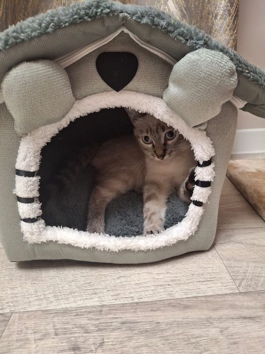 Отдам даром кота