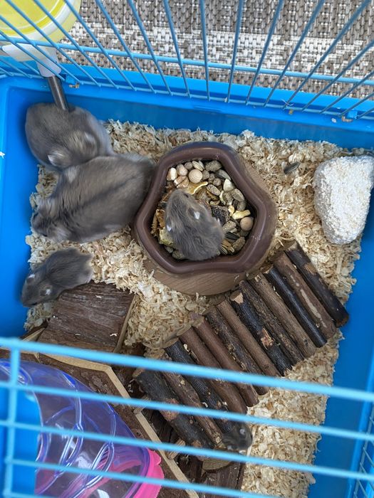 Hamsteri pitici.