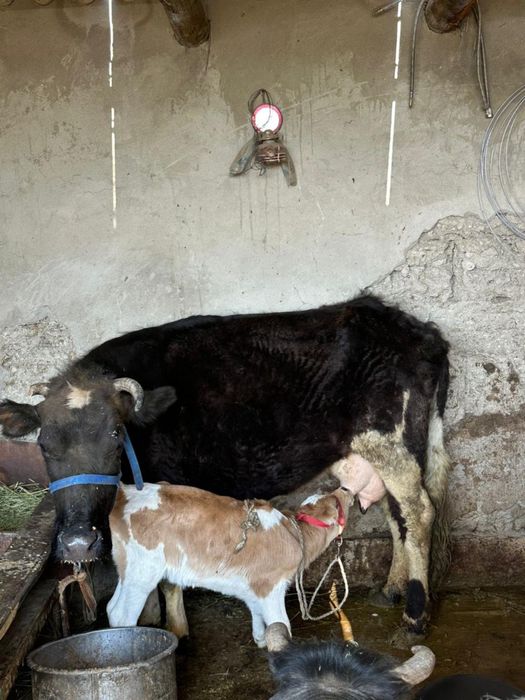 4ши тума сауын сиыр