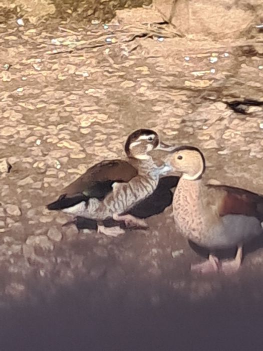 Rate Micul Atlantic Rațe Exotice de baltă și baltă