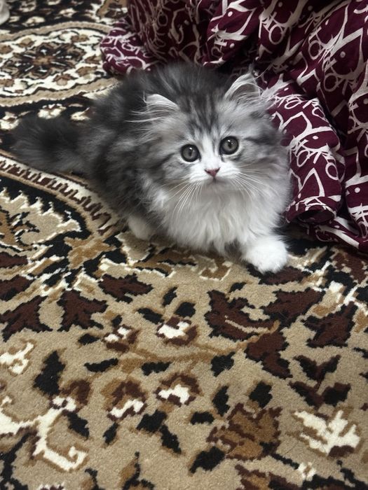 Продам кота порода Хайленд