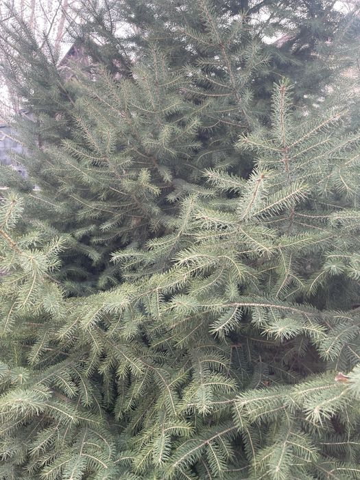 Продается елка, пушистая, высота 2.0-2,5 м