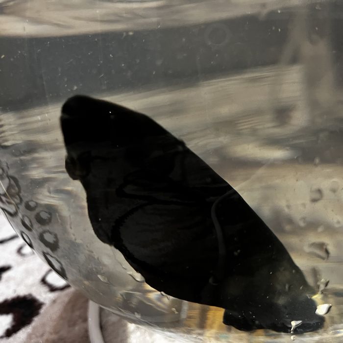 Продам рыбку черный нож