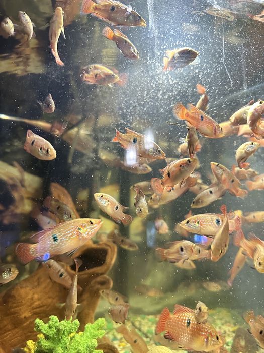 Хромис- красавец