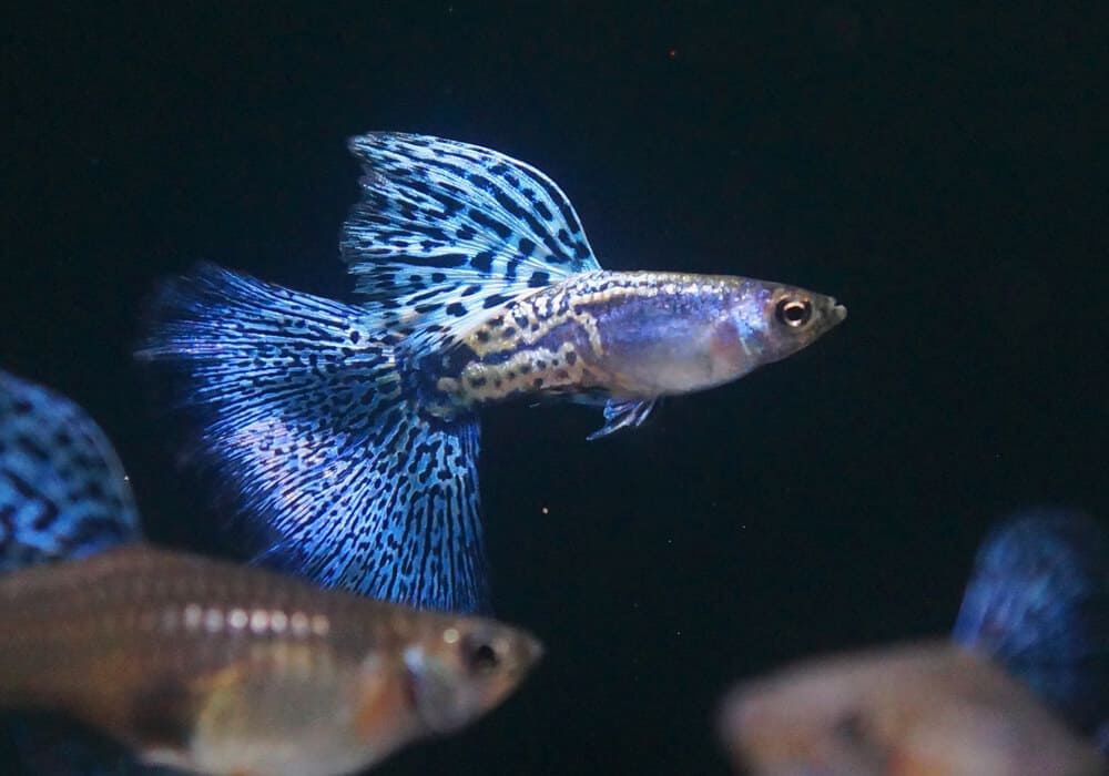 Продаётся гуппи мазайка