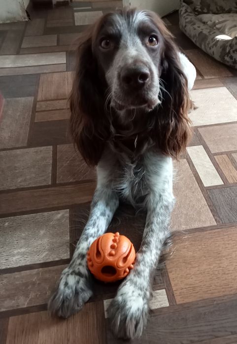 Ищу хозяина для собаки