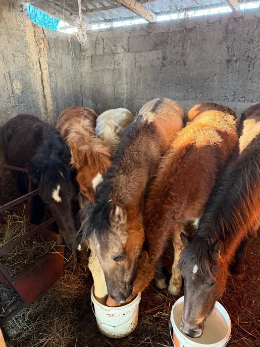 Жабағылар сатылады!