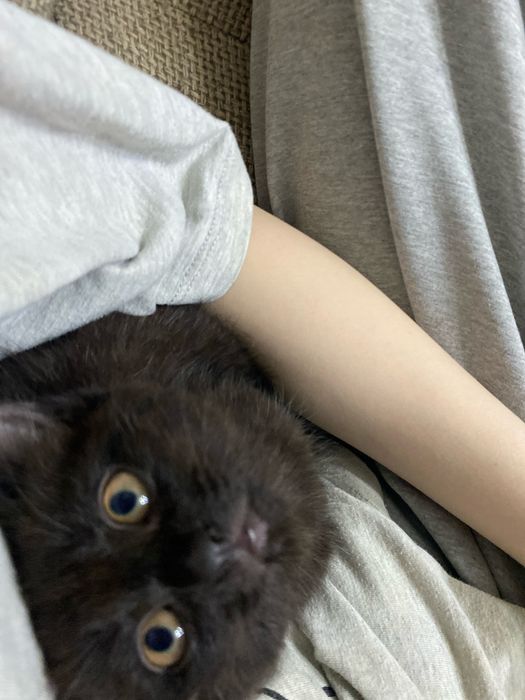 Котенок бесплатно 2,5 месяца