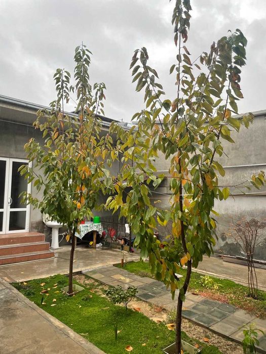 Продается дом Юнусабадский район улица Сандиккурган 55А (УзЭкспоЦентр)