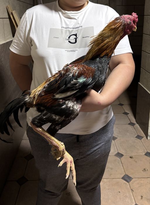 Дакан Кореец туляк