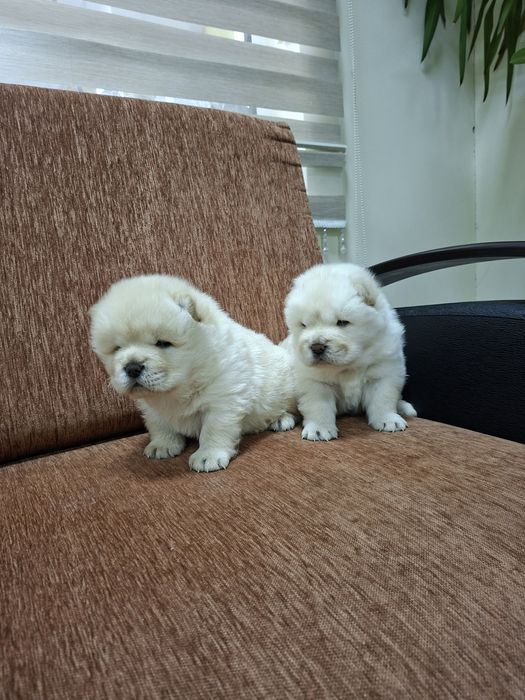 Чау чау женски...