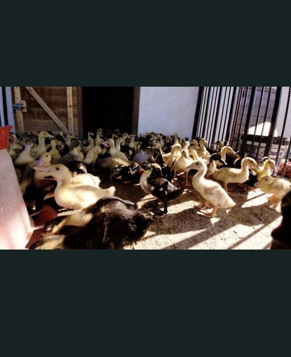 Pui de carne si rasa mixta