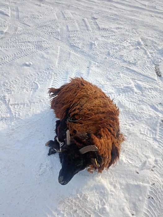 Бараны, токты, кошкарчики жирные