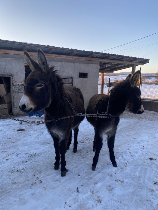 Vand doua magarite tinere