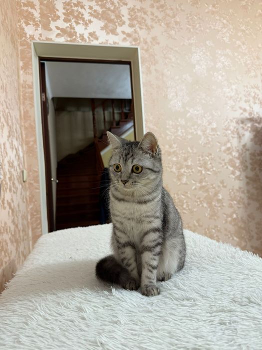 Кошечка 11 месяц девочка