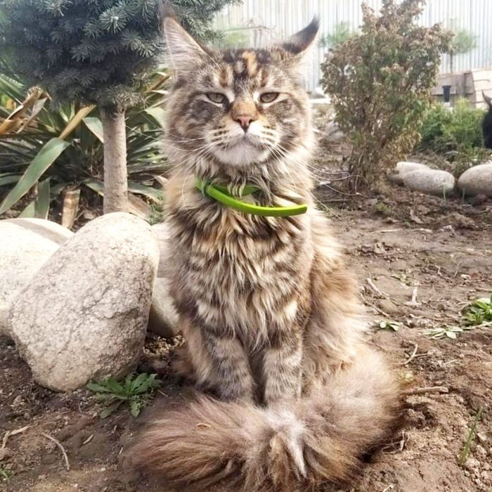 Девочка мейнкун с родословной