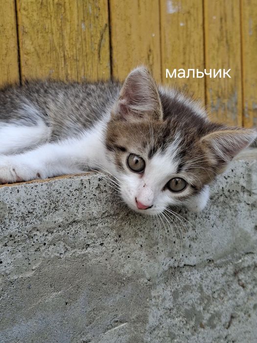 Котята в добрые руки