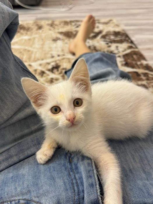Котенок 1,5 мес, белая