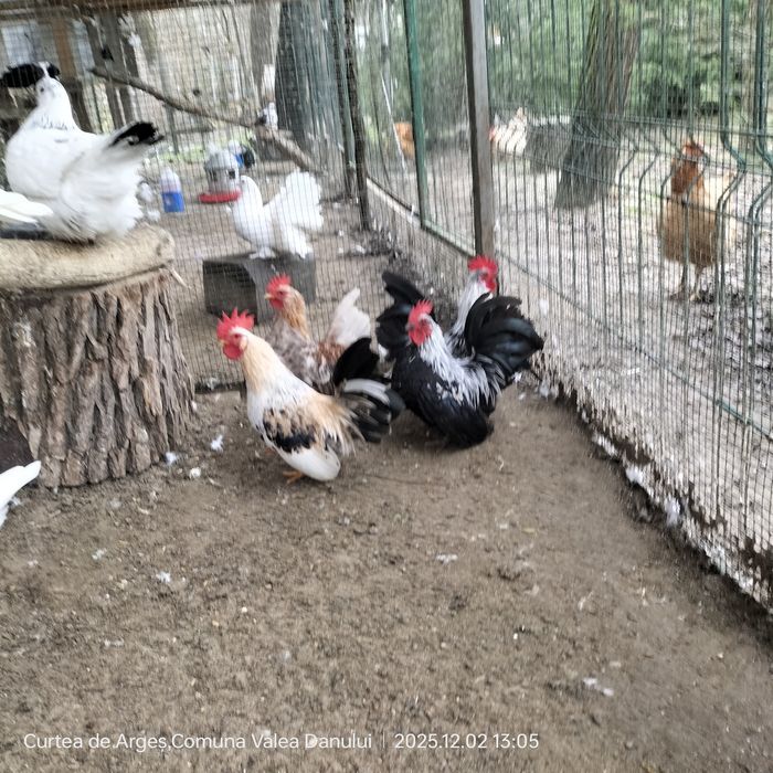 Cei mai mici cocoșei pitici