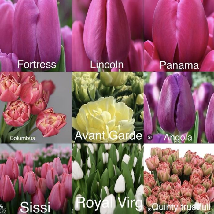 Тюльпаны оптом и в розница