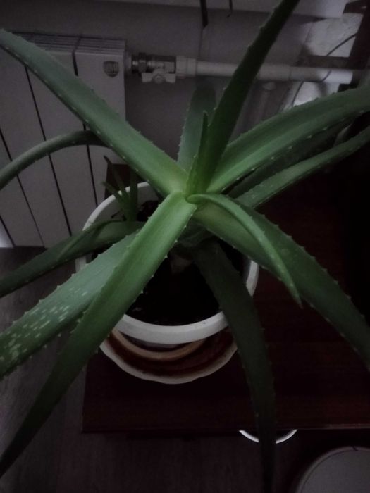 Продам аллое 2000 тенге