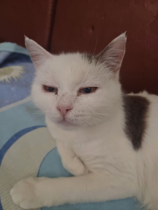 Кошкп Апашка ищет дом